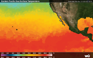 Si nota il progressivo riscaldamento delle acque oceaniche nel tratto antistante le coste americane