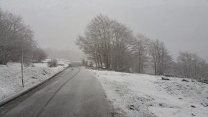 pollino