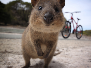 quokka-petizione-firmiamo