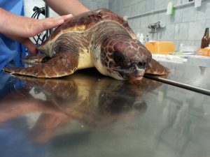 tartaruga caretta caretta