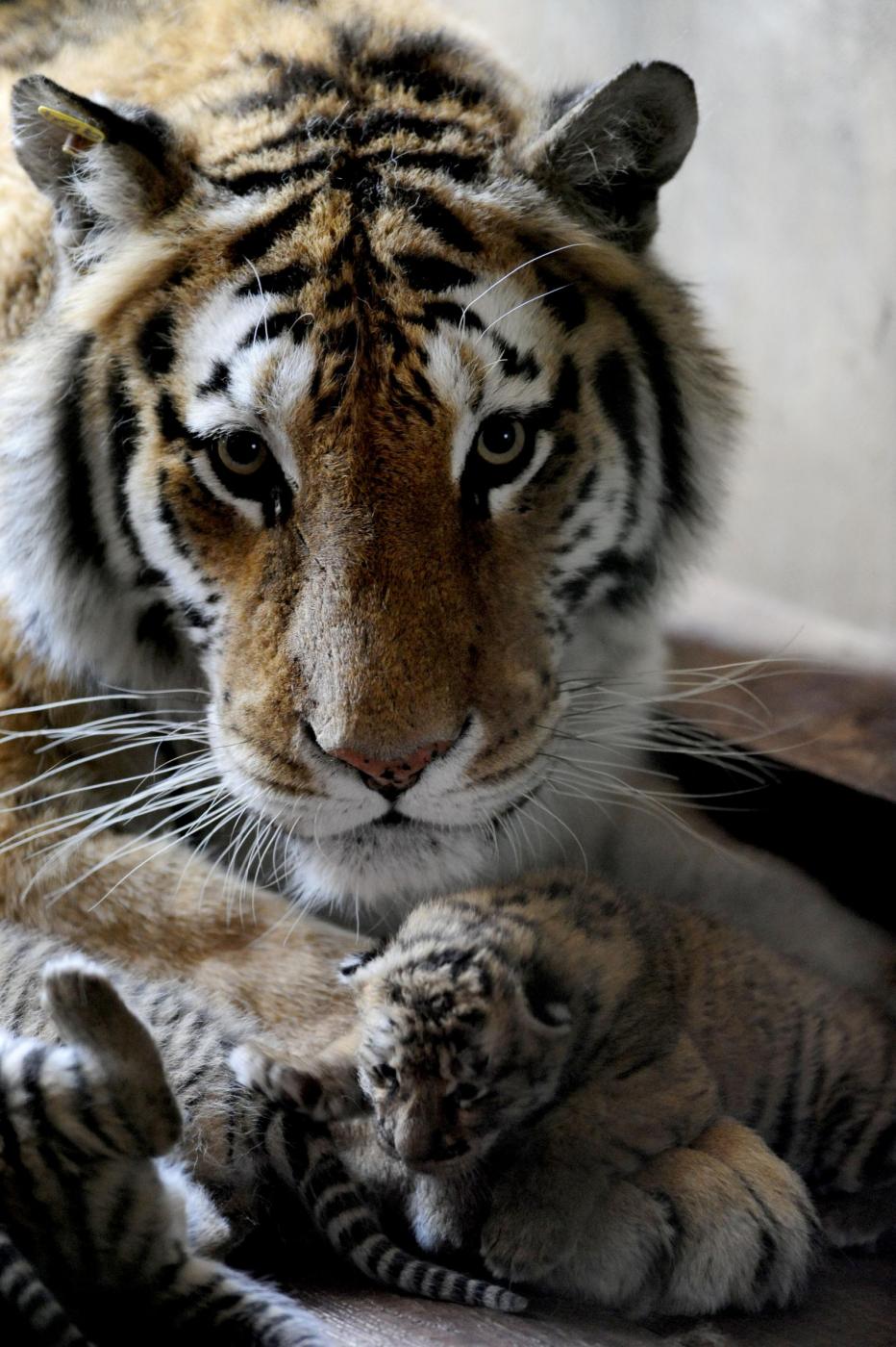 Cina I Cuccioli Di Tigre Siberiana Giocano A Shenyang FOTO cina-i-cuccioli-di-tigre-siberiana-giocano-a-shenyang-foto