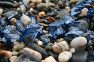 velella velella  (1)