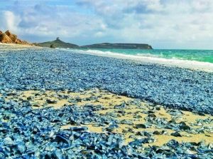 velella velella sardegna (1)