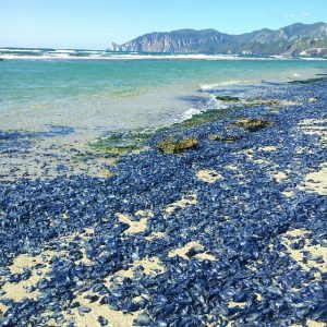 velella velella sardegna (2)