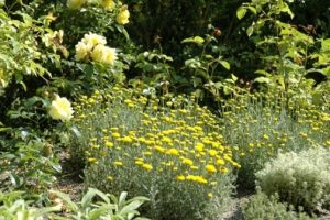 20 - il centro - erbe aromatiche