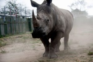 SAFRICA-WILDLIFE