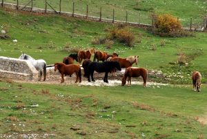 31 Campo Imperatore (201)gransasso
