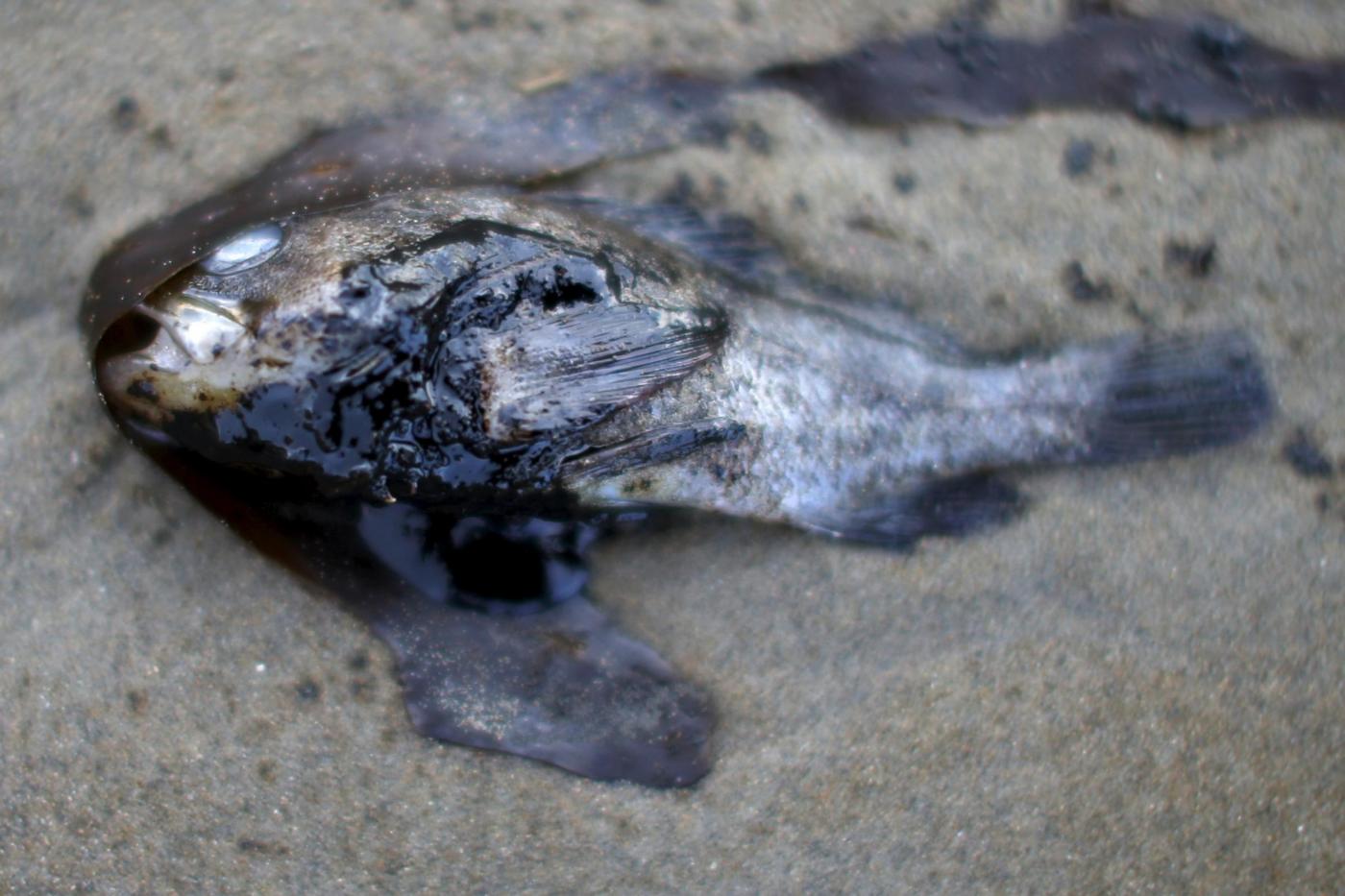 Рыбки гибнут. Нефтяное пятно. Морские обитатели в нефти.