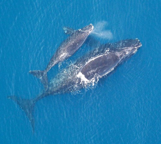 balena franca nordatlantica