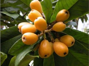 NESPOLE GIAP 2