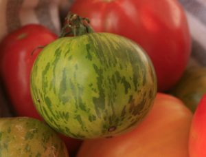POMODORI ZEBRATI