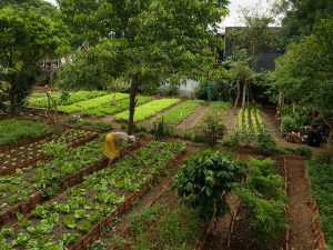 agricoltura sostenibile greenpeace (3)