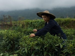 agricoltura sostenibile greenpeace (9)