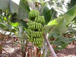 banan