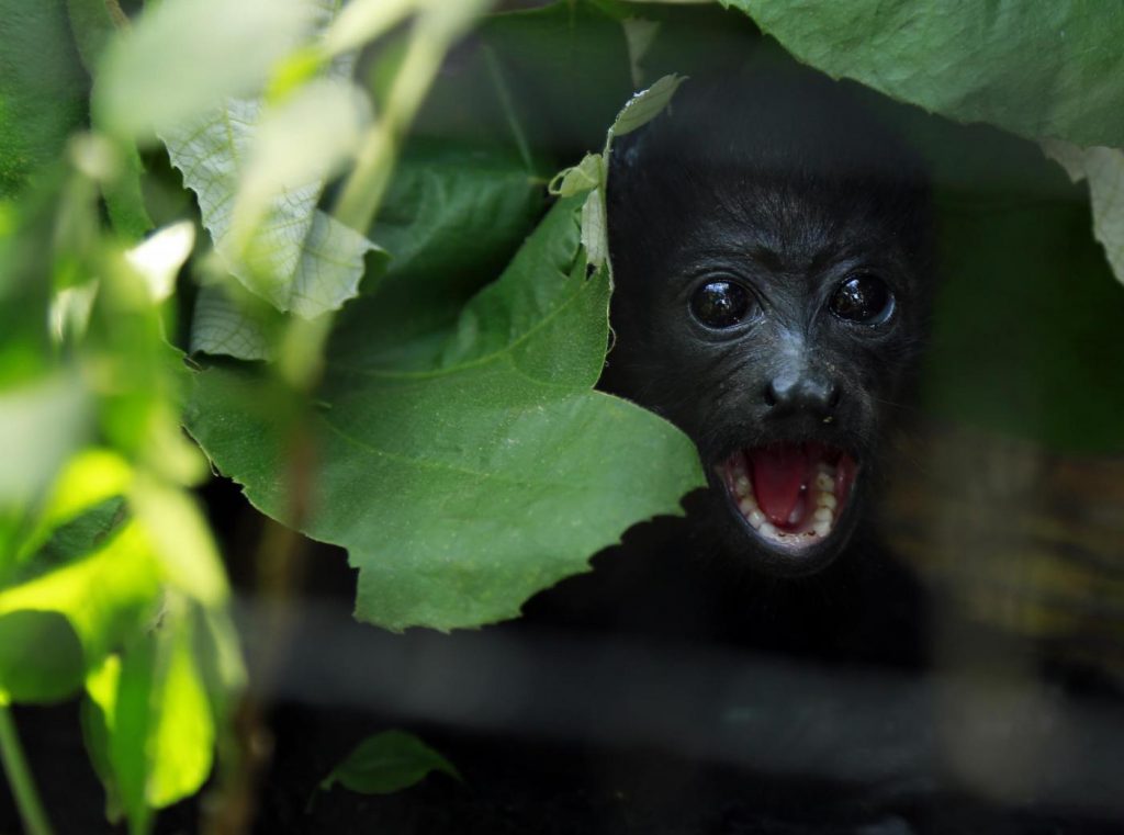 La giornata mondiale della biodiversità: molte specie a rischio estinzione