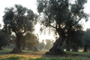 torre guaceto_5 oliveto (48)
