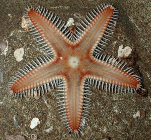Astropecten_polyacanthus_pittman