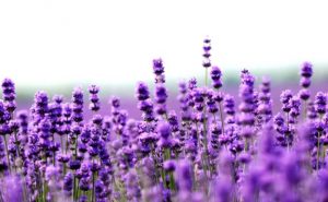 LAVANDA 2