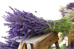 LAVANDA
