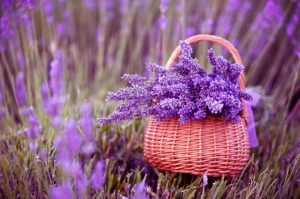 LAVANDA COP
