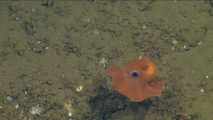 Opisthoteuthis Adorabilis1
