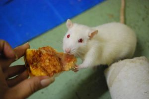 Ratto_1_2014