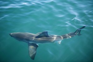 Great White Shark