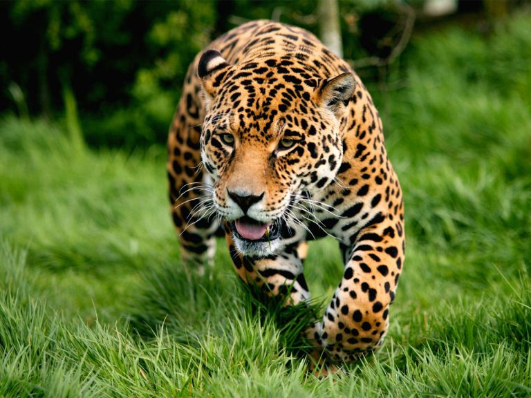 Tre Leopardi Fuggono Dallo Zoo In Cina L allarme Lanciato Dopo Una 