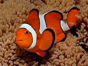 pagliaccio pesce