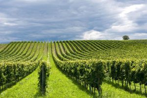 vigneti