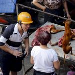 Solstizio d’estate: la Cina prepara il massacro dei cani per il Festival di Yulin [FOTO]