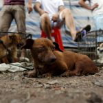 Solstizio d’estate: la Cina prepara il massacro dei cani per il Festival di Yulin [FOTO]