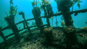 Wreck of Rainbow Warrior I in New Zealand Tauchen zum Wrack der Rainbow Warrior