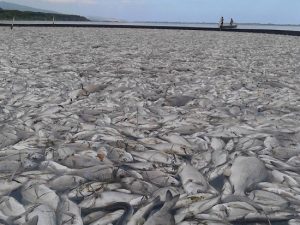 Orbetello-laguna-moria-di-pesci