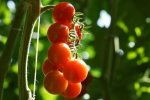 POMODORO CILIEGINO 1
