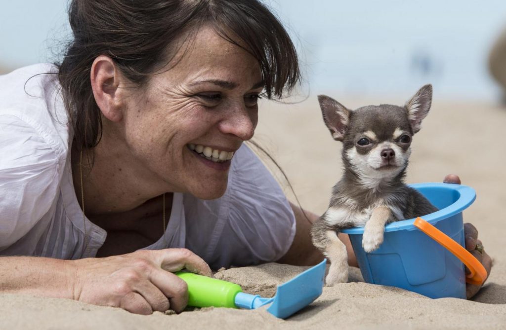 Il cane piu’ piccolo del mondo