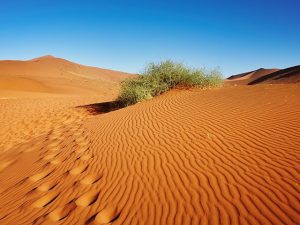 deserto