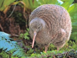 kiwi_bird