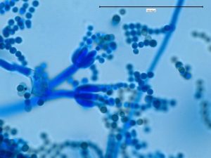 02- Penicillium sp