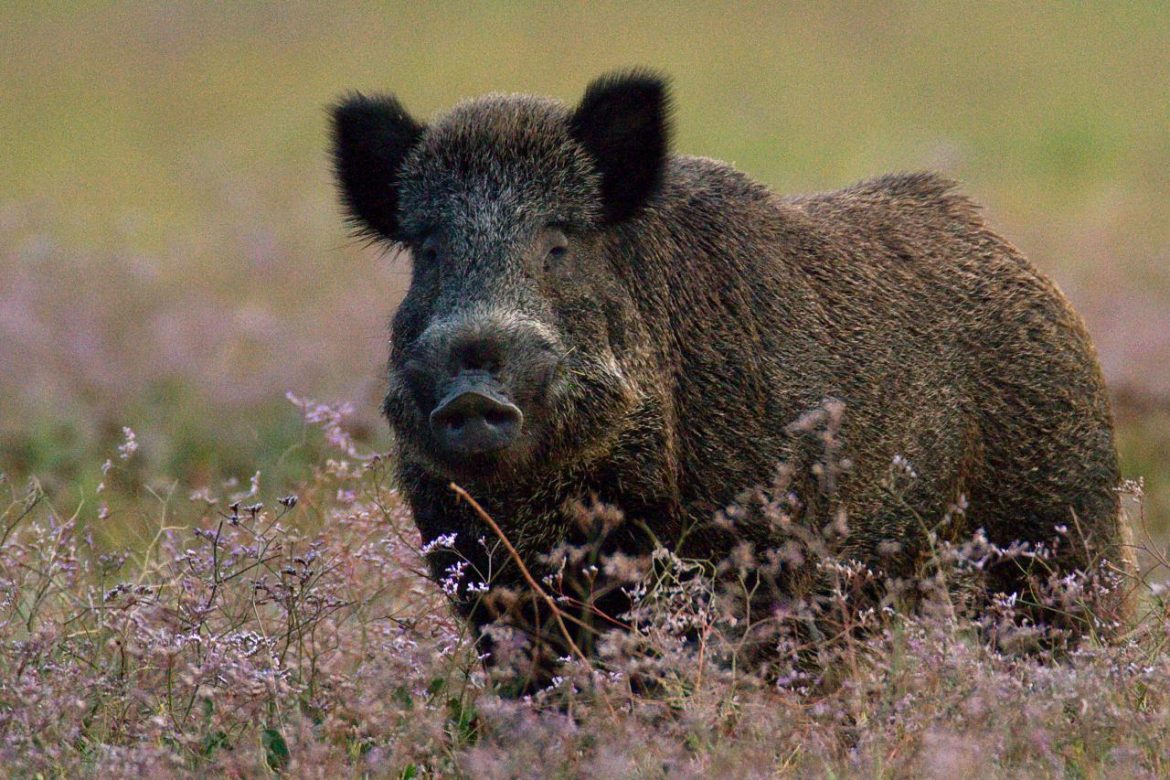 Animali Selvatici Causano 500 Incidenti Stradali L anno In Lombardia
