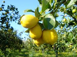 CEDRO 1