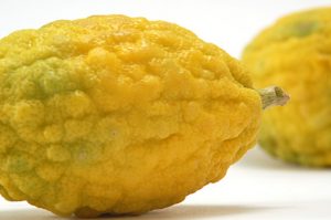 CEDRO COP