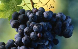 DIETA UVA  COP