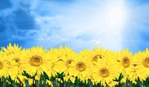 FERRAGOSTO GIRASOLI