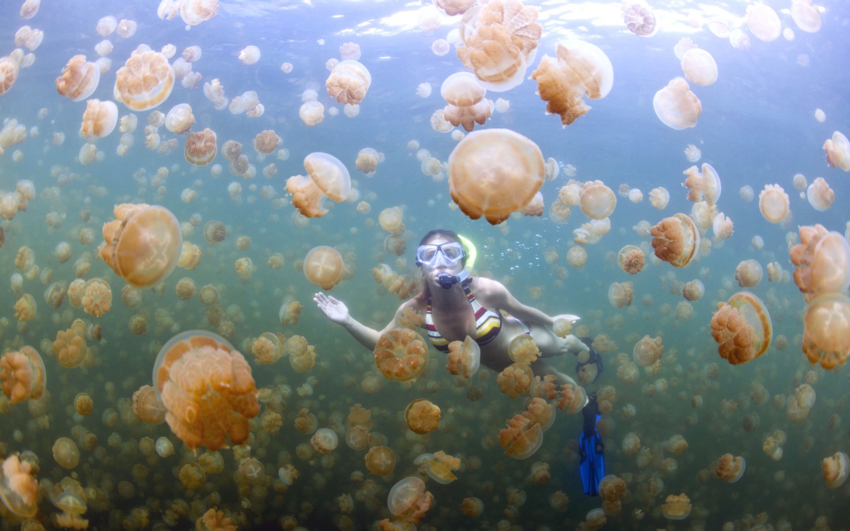 Скопление воды 5. Озеро медуз Палау. Озеро медуз Палау дайвинг. Озеро медуз на Скалистом архипелаге. Золотые медузы озера Палау.