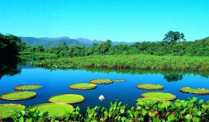 PANTANAL 3