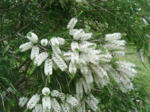 TEA TREE 1