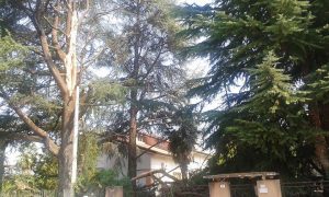 alberi vento friuli (2)