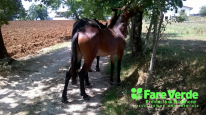 cavallo legato 2 (FILEminimizer)