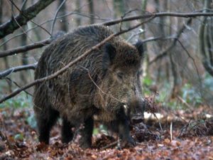 cinghiale1